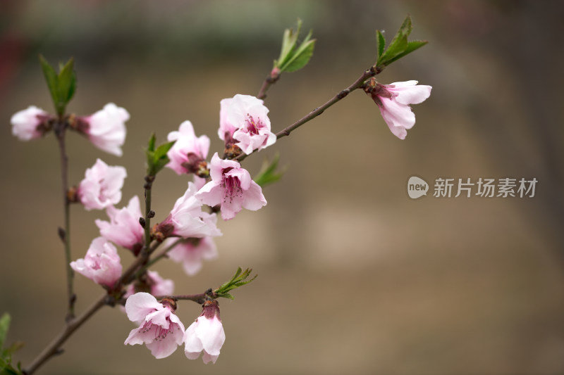 春天开放的山桃花在枝头