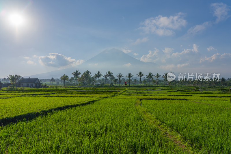 印度尼西亚泗水岛活火山下的稻田