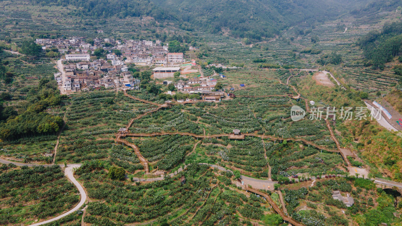 漳州枇杷种植园