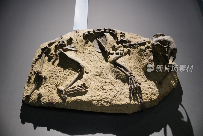 美洲剑齿猫化石标本