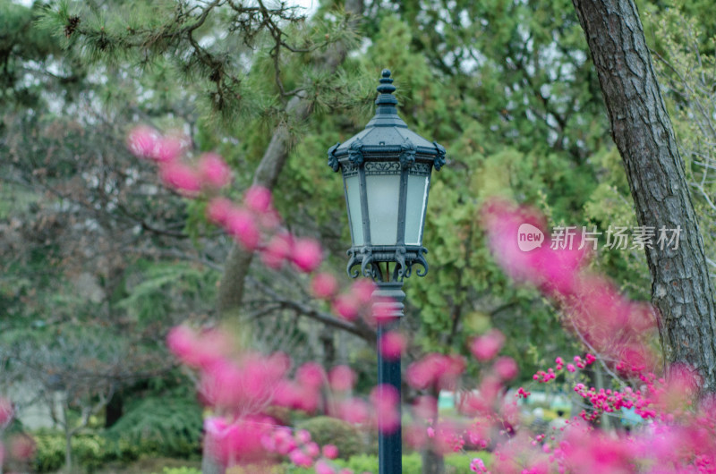 春天公园里红艳艳的榆叶梅花枝