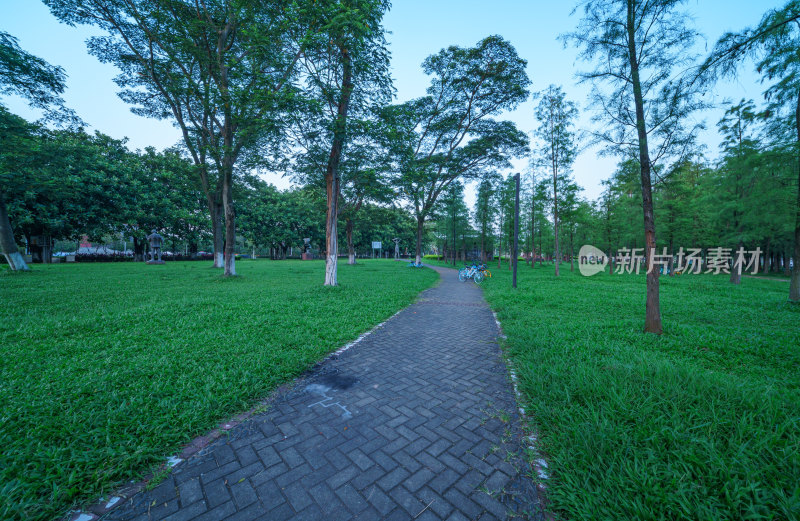 广州大学城露营地公园绿色树林草坪草地