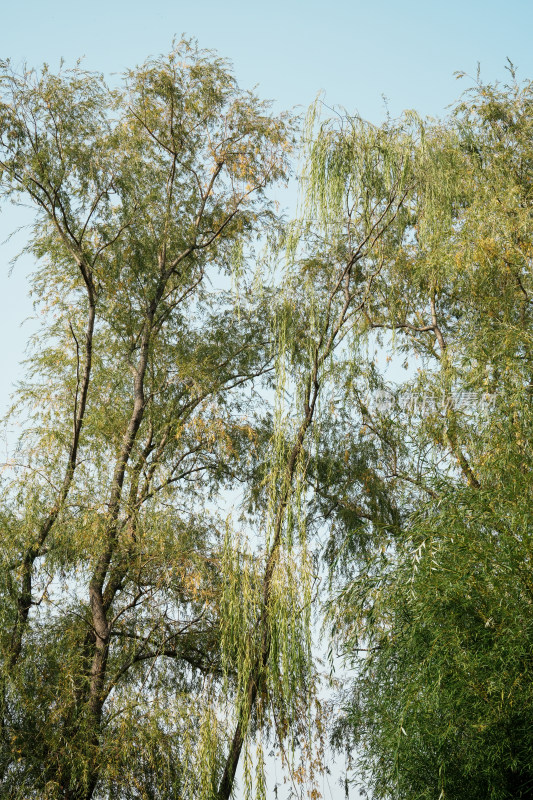 北京圆明园公园树林风景