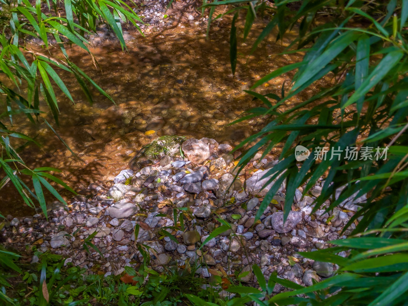 小溪岩石上生长的苔藓的高角度视图