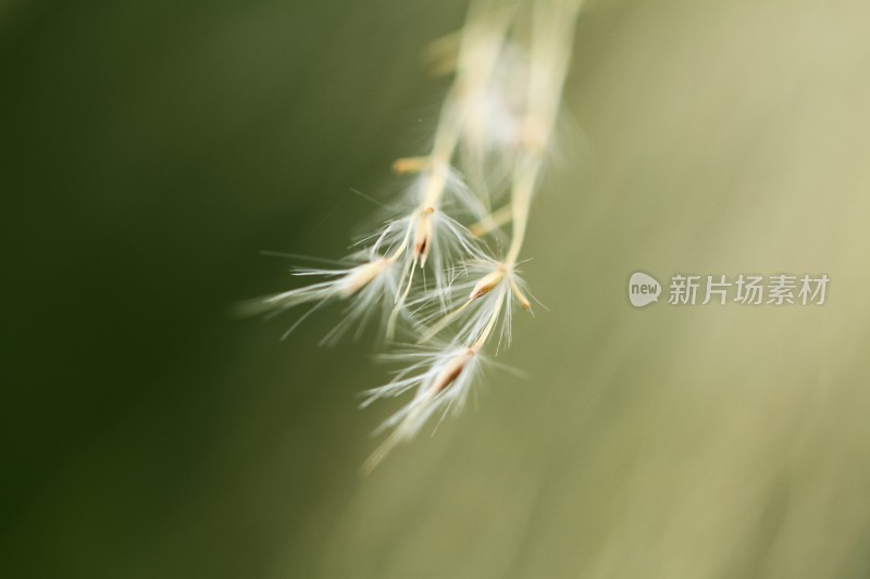 微距花卉植物特写