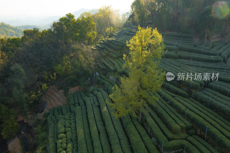 春天杭州西湖龙井茶园翁家山狮峰茶园