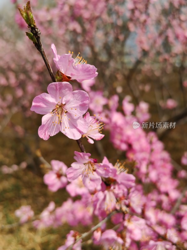 春天粉色的桃花