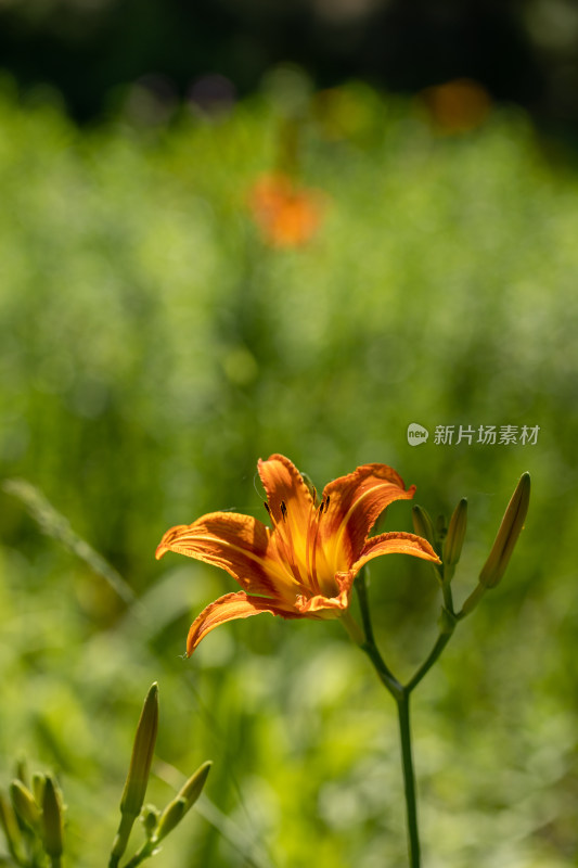 黄花菜 黄花