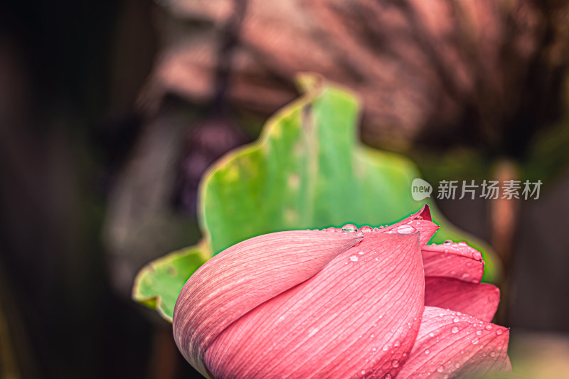 雨后荷花上的水珠