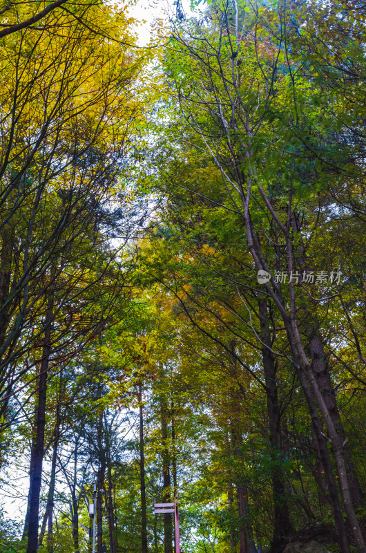 河南省洛阳白云山九龙潭秋天风景