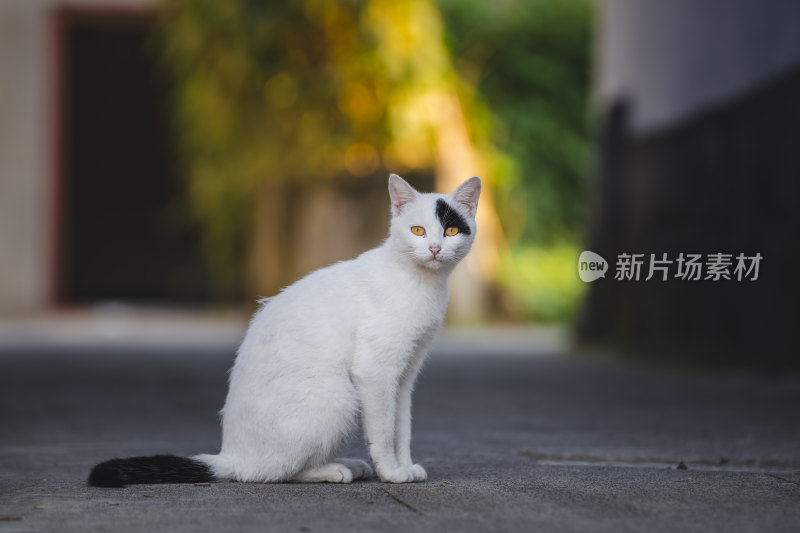 一只中华田园猫
