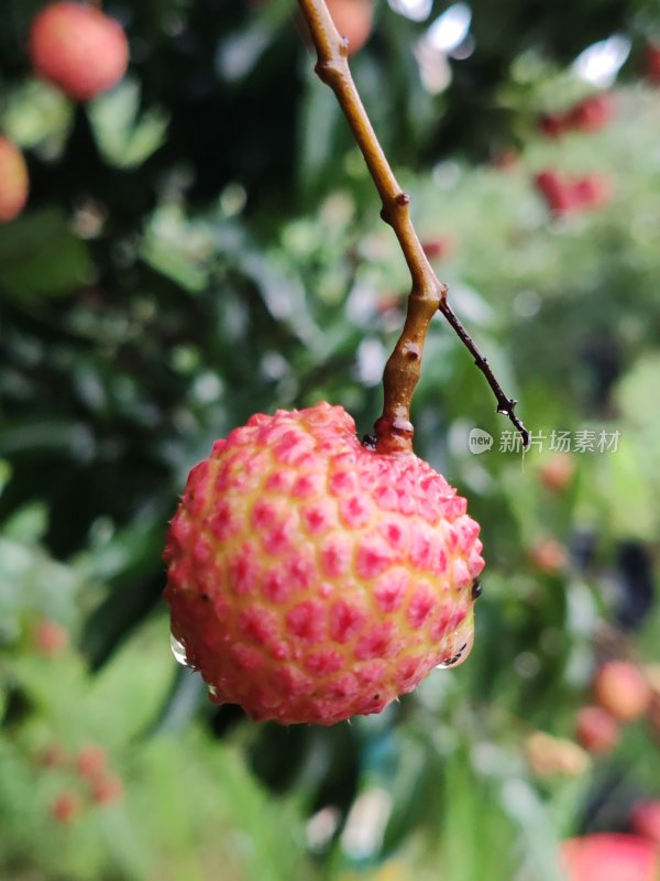 枝头新鲜带水珠的荔枝