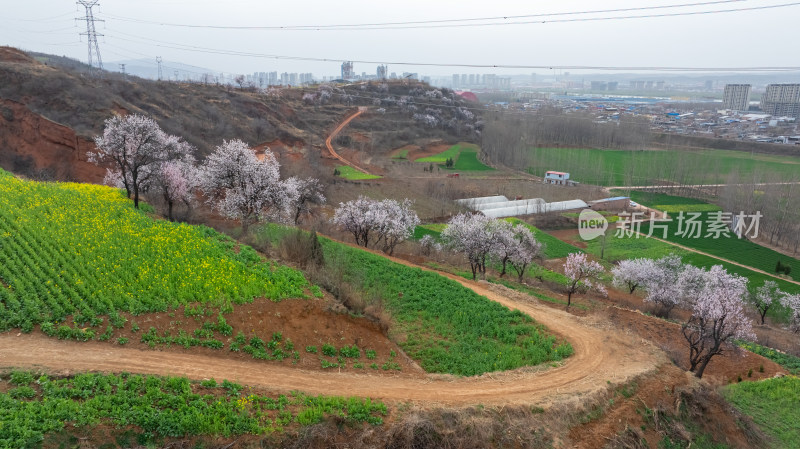 农村春天油菜花杏花自然风景航拍