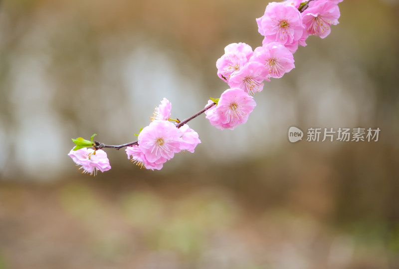 春天盛开樱花特写