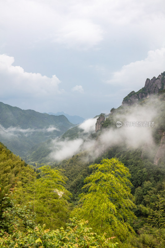 山间林海