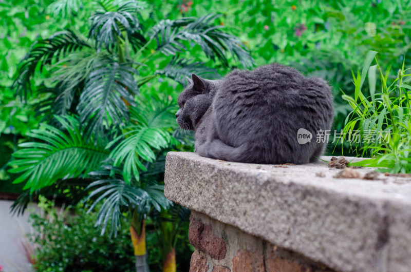 庭院中一只黑猫