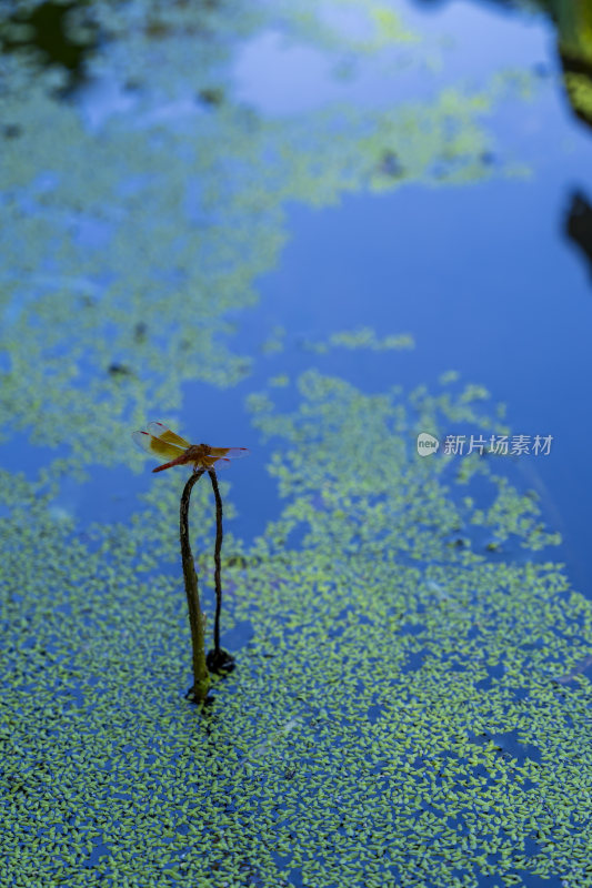 杭州西湖风景区曲院风荷荷花风景