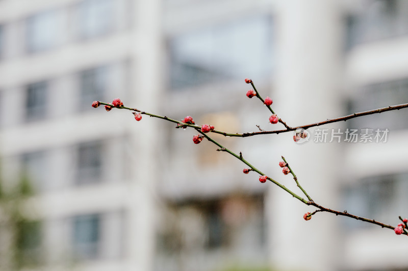 雨天盛开的西溪湿地梅花微距视角