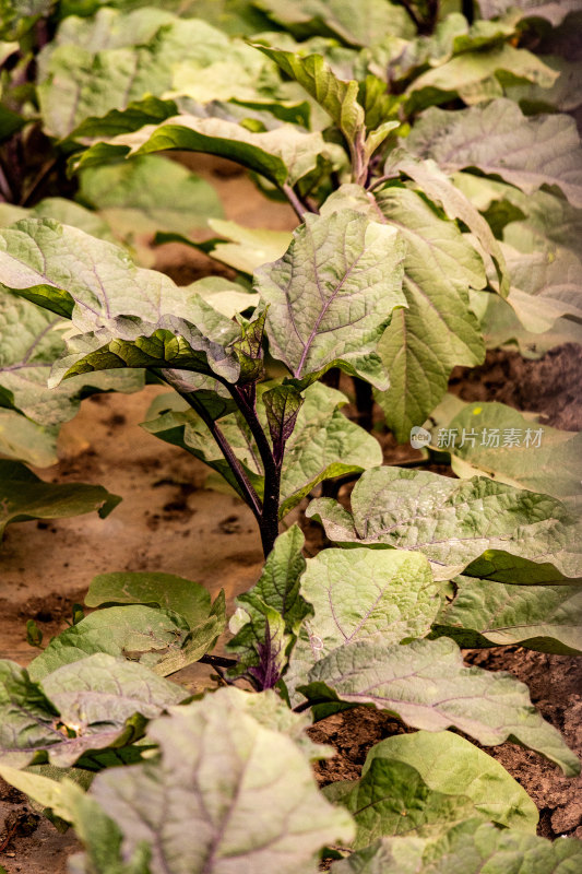 茄子苗菜地蔬菜植物田园田地