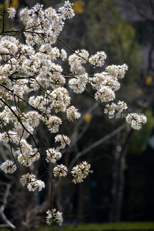 春天枝头绽放的粉白色樱花