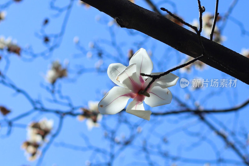 盛开的玉兰花