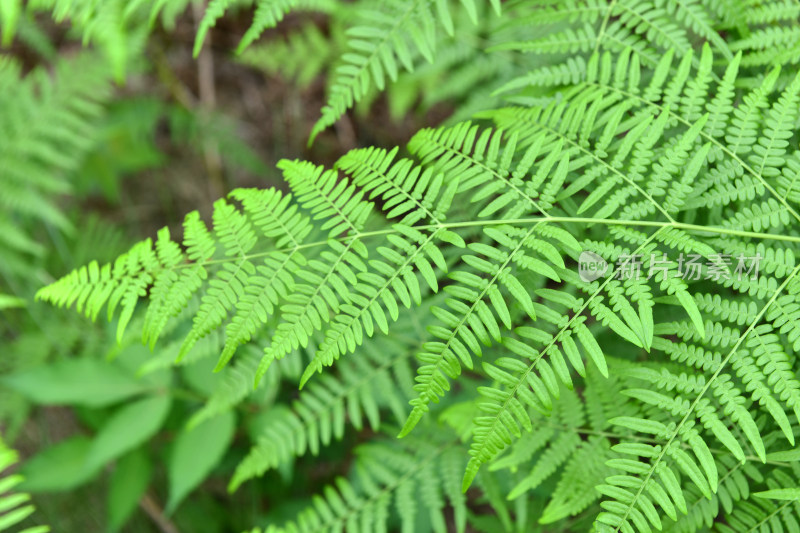 蕨类植物绿叶背景