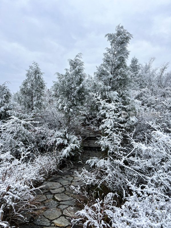 冬季唯美森林雪景