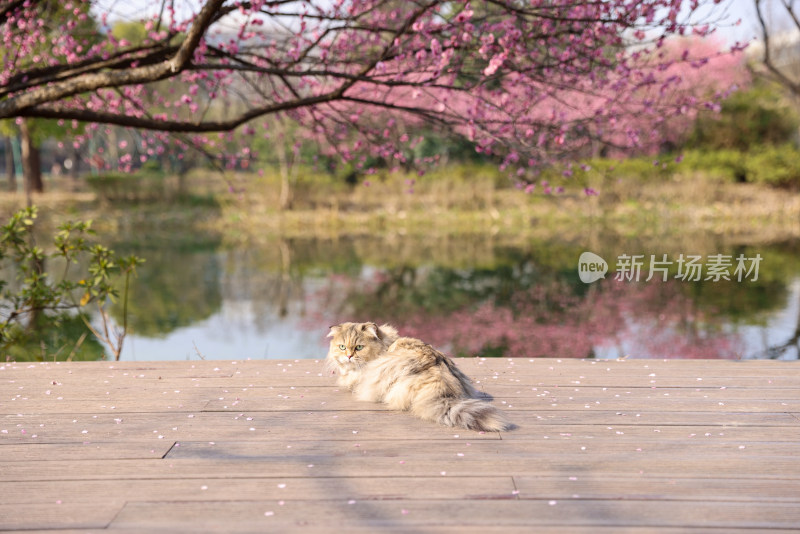 一只梅花树下的金吉拉