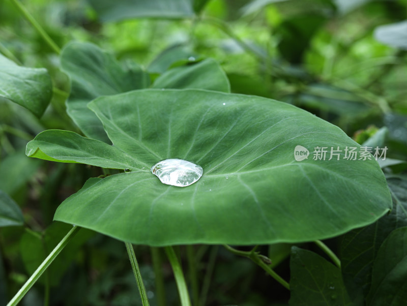 春天绿色的植物叶子树叶和水滴雨滴