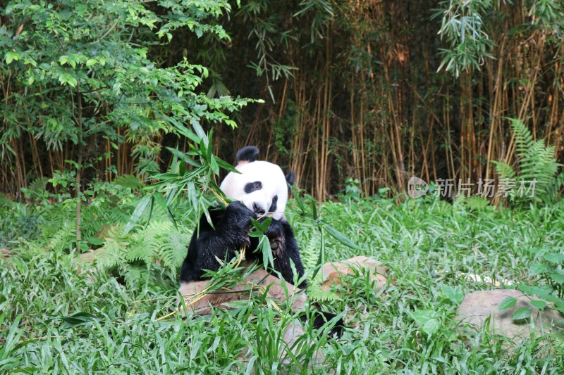 野生动物园的大熊猫