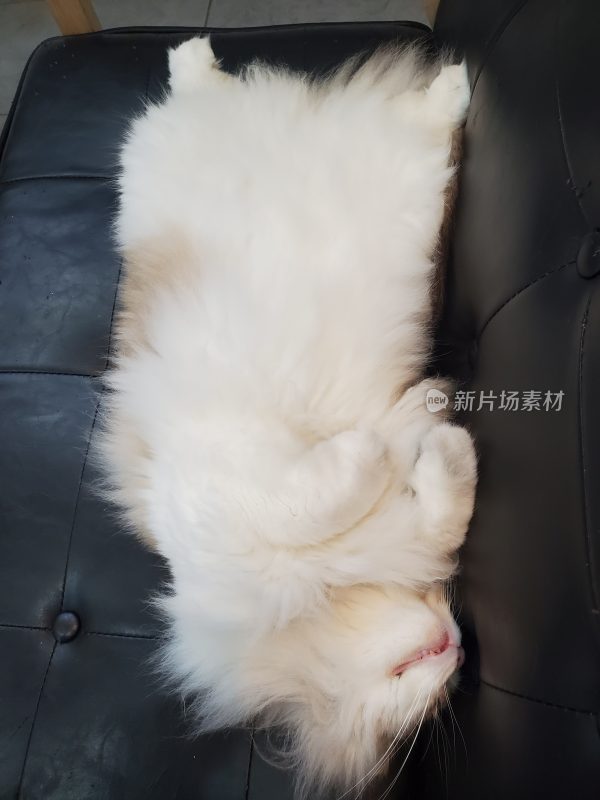 猫的姿态