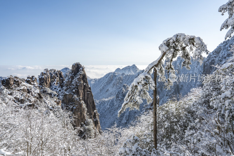 雪覆山林的自然风光景象(黄山仙鹤松)