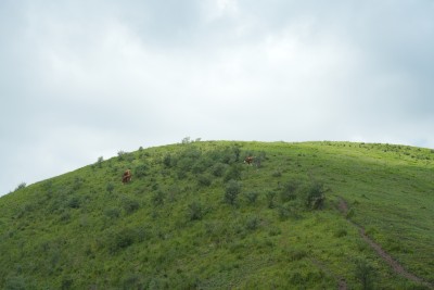 麻田岭夏季风光