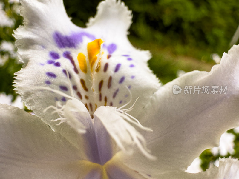 户外盛开的白花特写