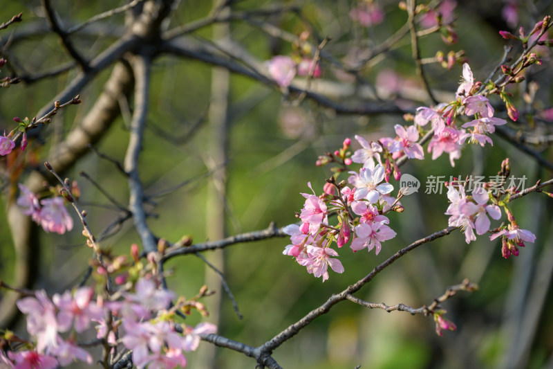 樱花特写拍摄