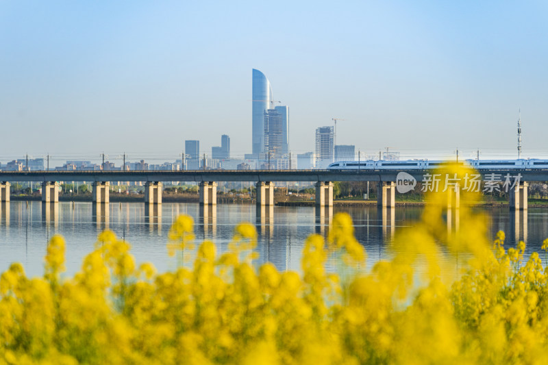 苏州工业园区和阳澄湖畔的油菜花海