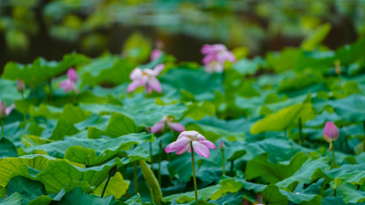 深圳洪湖公园夏日雨荷