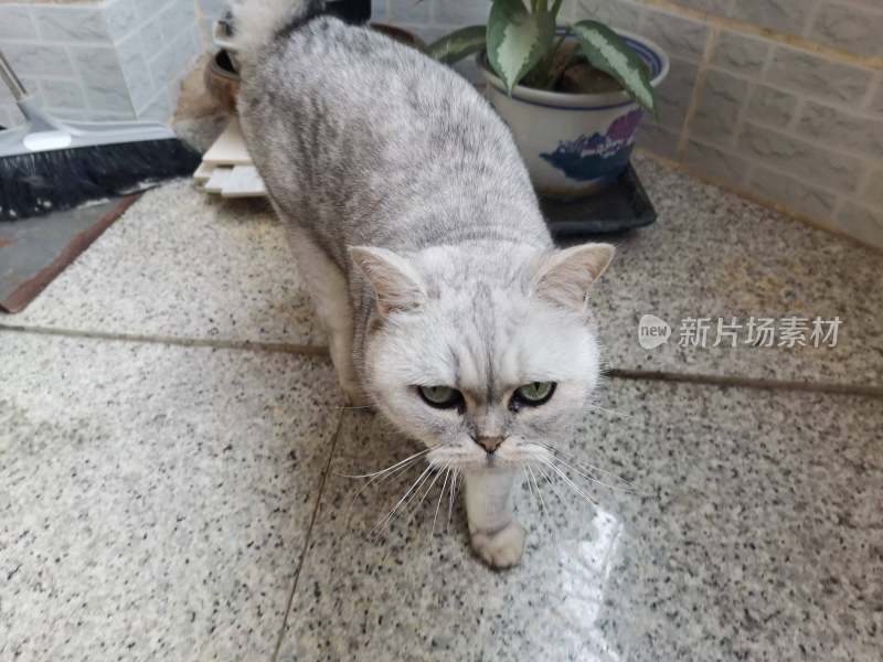 虎里虎气的小灰猫