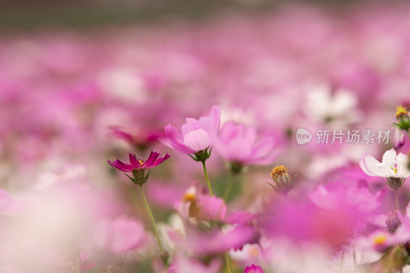 夕阳下的格桑花或波斯菊