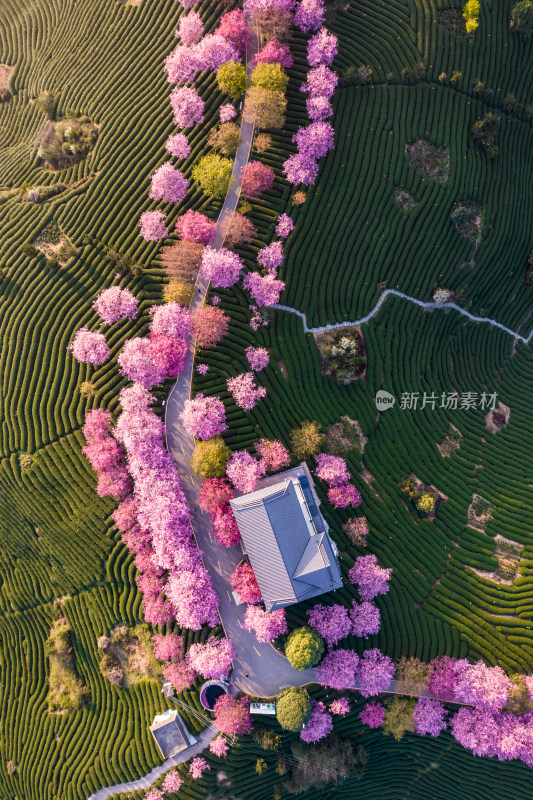 福建龙岩永福台品樱花茶园