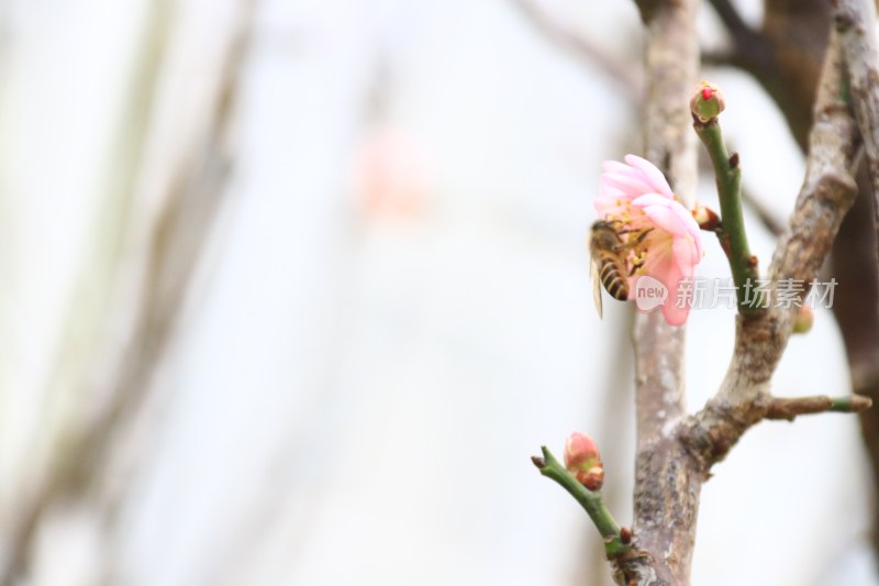 粉红梅花 白梅