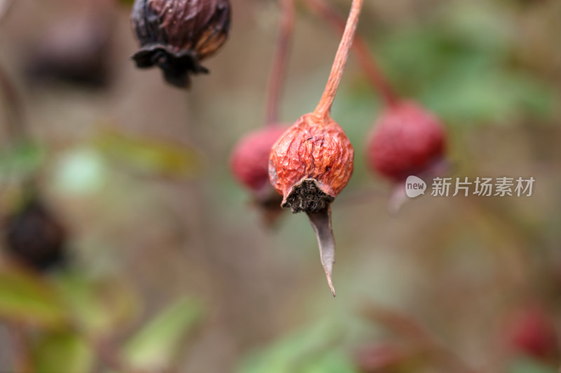 干枯的月季花种子