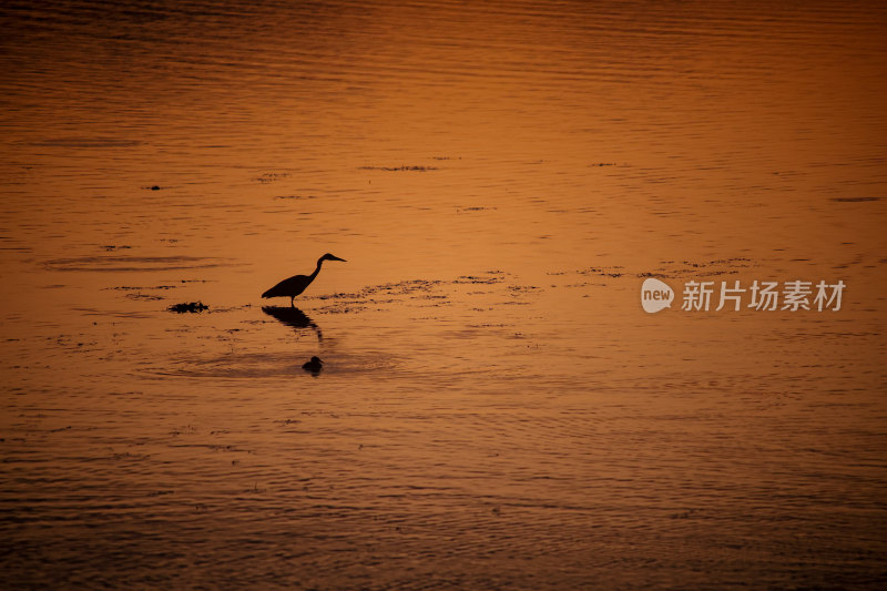 夕阳下水面上的鸟群晚霞