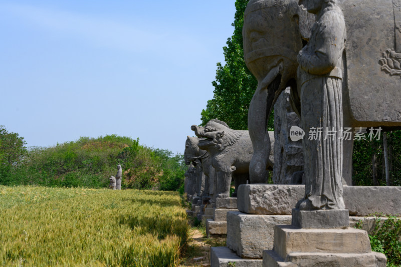 河南巩义夏季麦田里的古代宋陵石像