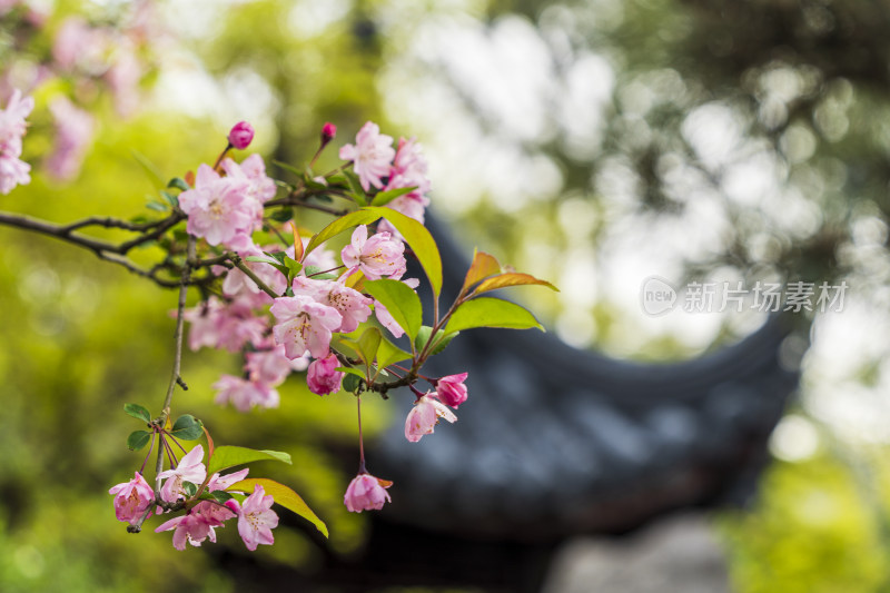 春天，苏州园林留园，海棠花与园林建筑