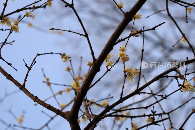 蓝天下盛开的腊梅花朵