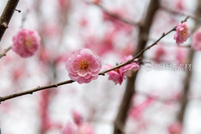 粉色的花