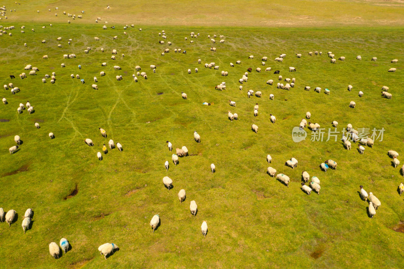 中国新疆伊犁巴音布鲁克草原上的羊群