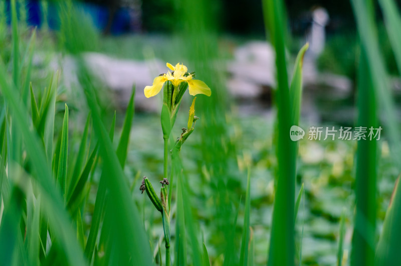 水边生长的黄色鸢尾花