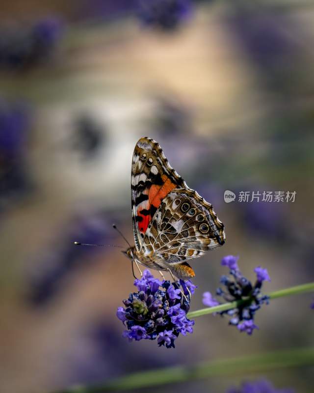 蝴蝶大自然自然动物昆虫